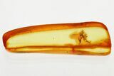 Detailed Fossil Long-Legged Fly (Dolichopodidae) in Baltic Amber #330702-1